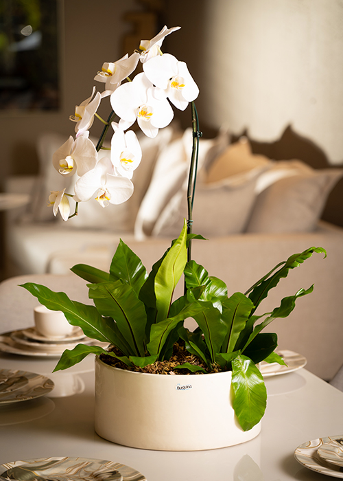 Linha Floralis