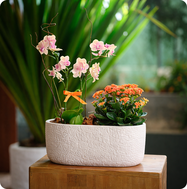Linha Jardineiras